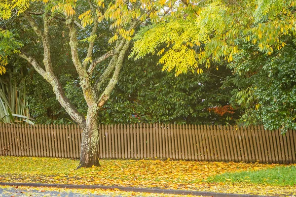 Árboles de otoño dorado —  Fotos de Stock