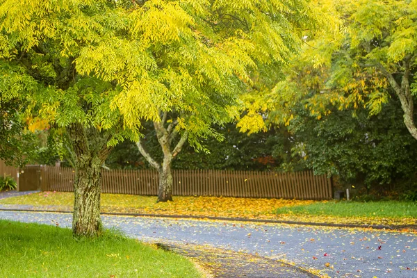 Árboles de otoño dorado —  Fotos de Stock