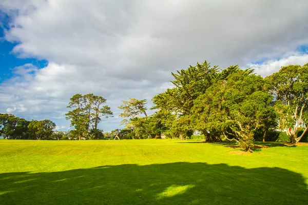 Bomen in een park, auckland — Stockfoto