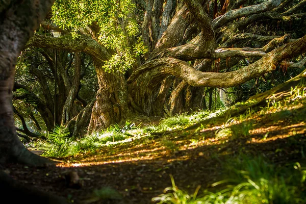 Grands arbres dans le vieux parc — Photo