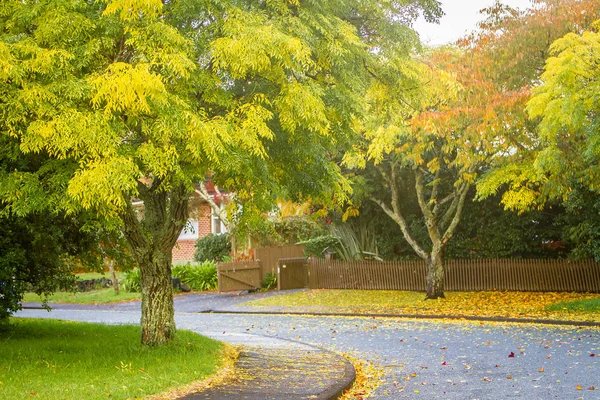 Golden autumn trees — Stock Photo, Image