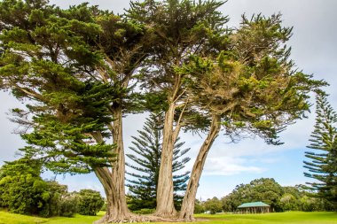 piknik yeri ve ağaçlar Park