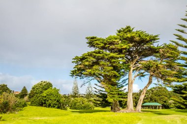piknik yeri ve ağaçlar Park