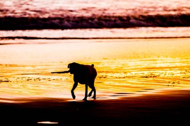 köpek deniz kenarında yürüyen siluetleri 