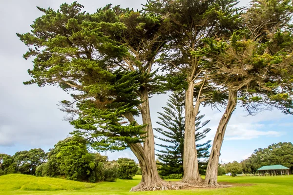 Lieu de pique-nique et arbres dans le parc — Photo