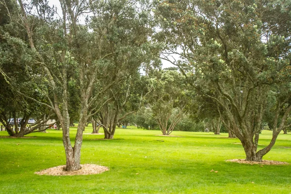 Groene bomen in het park — Stockfoto