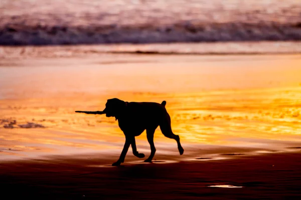 Siluetas de perro paseando por la playa — Foto de Stock