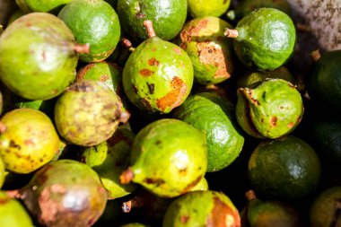 Macadamia fıstığı doku
