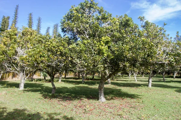 Macadamian nuts farm — Stock Photo, Image