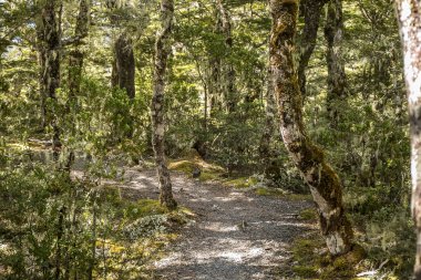 Alp yatay, orman, göl, bulut yansıma, lewis geçmek, Yeni Zelanda