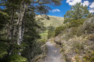 Alp yatay, orman, göl, bulut yansıma, lewis geçmek, Yeni Zelanda