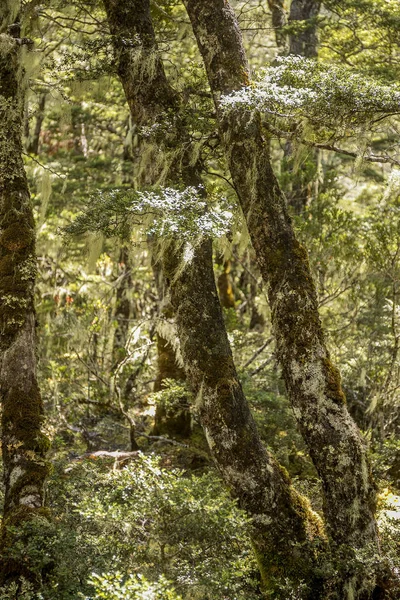 高山风景与森林 云彩反射 路易斯通行证 新西兰 — 图库照片