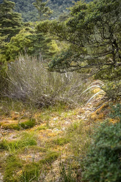 Paisaje Alpino Con Bosque Lago Reflejo Nubes Pase Sotavento Nueva — Foto de Stock