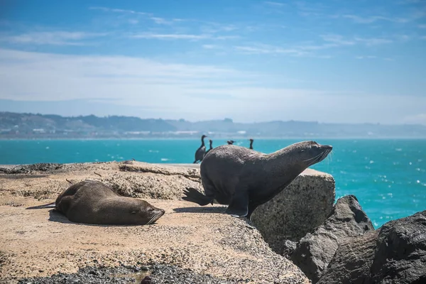 Zeeleeuw Zegel Het Wild Natuurlijke Achtergrond Nieuw Zeeland Natuur — Stockfoto