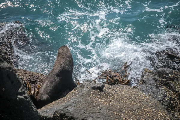 海のライオン ニュージーランドの自然自然背景に野生のシール — ストック写真