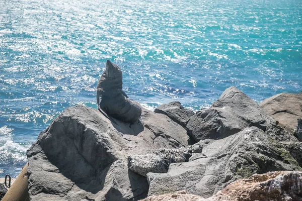 Deniz Aslanı Vahşi Doğal Zemin Yeni Zelanda Doğa Üzerine Mühür — Stok fotoğraf