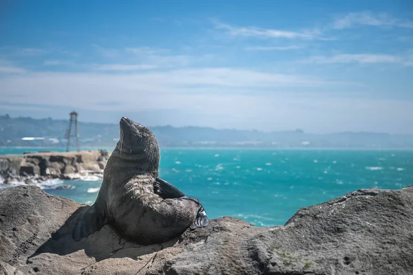 León Marino Foca Naturaleza Sobre Fondo Natural Nueva Zelanda Naturaleza —  Fotos de Stock