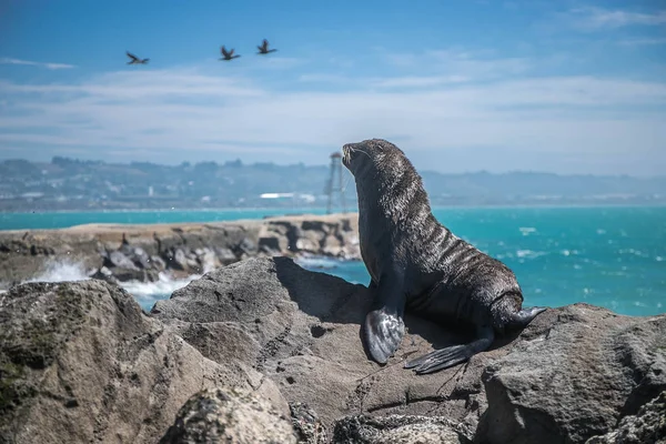 Zeeleeuw Zegel Het Wild Natuurlijke Achtergrond Nieuw Zeeland Natuur — Stockfoto