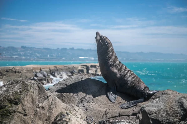 León Marino Foca Naturaleza Sobre Fondo Natural Nueva Zelanda Naturaleza —  Fotos de Stock