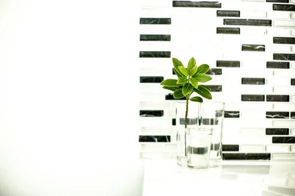 Siyah Beyaz Duvar Geometrik Arka Planında Bir Camdaki Bitkinin Soyut — Stok fotoğraf