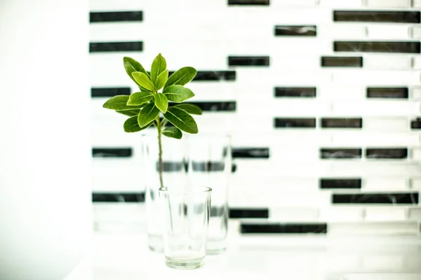 Αφηρημένη Φωτογραφία Του Φυτού Ένα Ποτήρι Μαύρο Και Άσπρο Τοίχο — Φωτογραφία Αρχείου