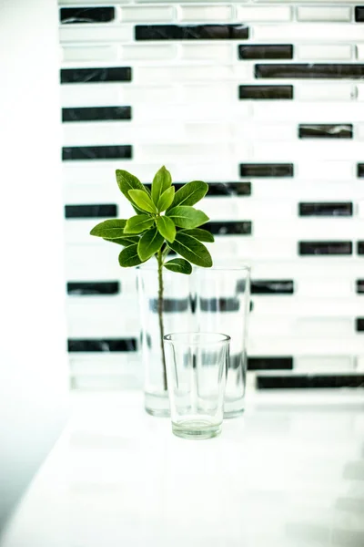 Abstract Shot Plant Glass Black White Wall Geometric Background — Stock Photo, Image