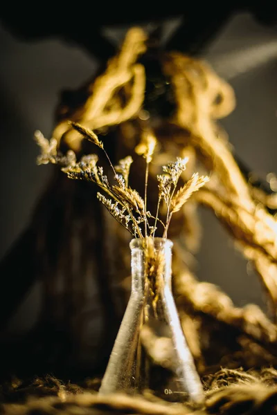 影のある花瓶に乾いた草茶色の背景 — ストック写真