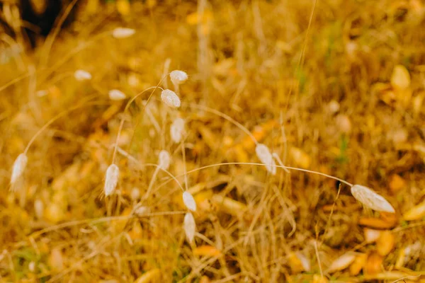 Outdoow Foto Gras Bladeren Natuurlijke Achtergrond — Stockfoto