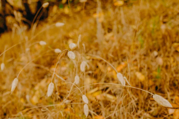 Outdoow Photo Herbe Feuilles Sur Fond Naturel — Photo