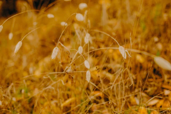 Outdoow Foto Gras Bladeren Natuurlijke Achtergrond — Stockfoto