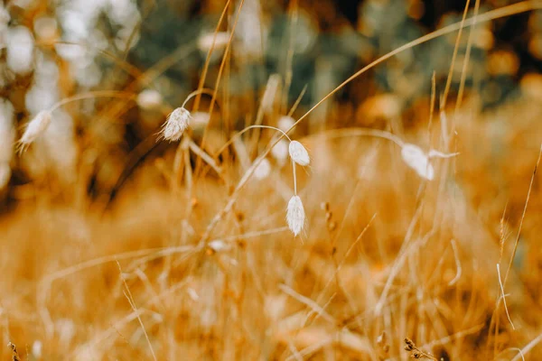 Outdoow Photo Gras Und Blätter Auf Natürlichem Hintergrund — Stockfoto