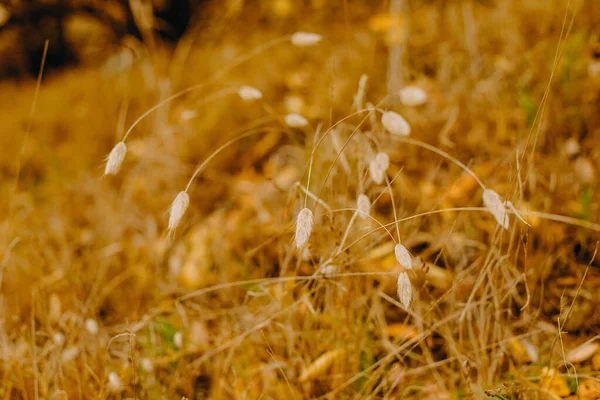 Фотография Травы Листьев Естественном Фоне — стоковое фото