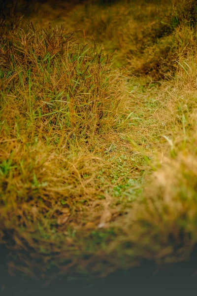 Зовнішнє Фото Трави Листя Природному Фоні — стокове фото