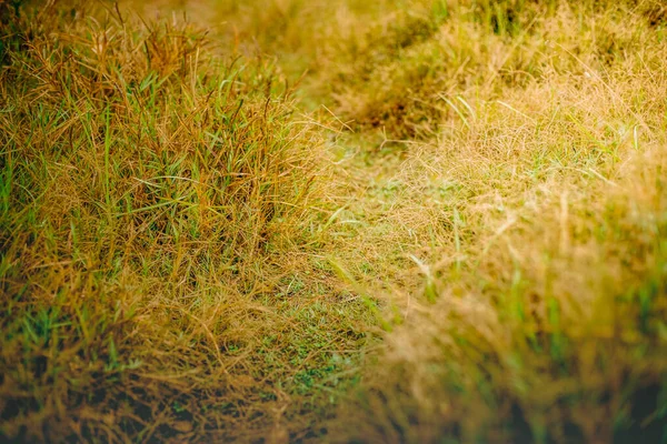 Outdoow Φωτογραφία Γρασίδι Και Φύλλα Φυσικό Φόντο — Φωτογραφία Αρχείου