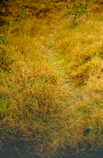 Outdoow Foto Hierba Hojas Sobre Fondo Natural — Foto de Stock