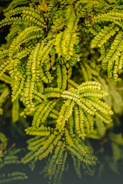 Outdoow Photo Herbe Feuilles Sur Fond Naturel — Photo