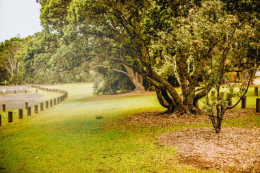 Parktaki bir ağacın açık hava fotoğrafı, günbatımında orman.