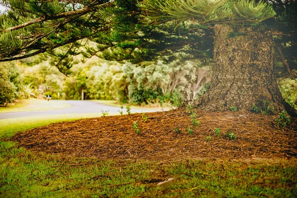 Outdoor Photo Tree Park Forest Sunset — Stock Photo, Image