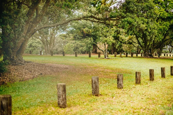 Foto Aire Libre Árbol Parque Bosque Atardecer — Foto de Stock