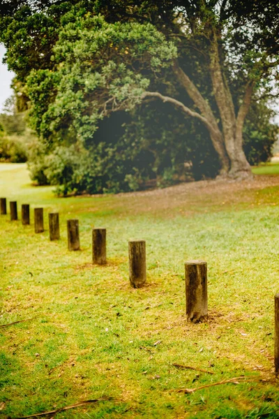 Foto Aire Libre Árbol Parque Bosque Atardecer —  Fotos de Stock