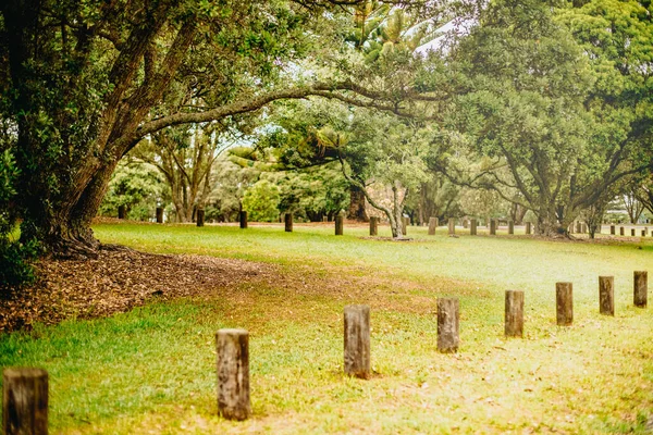 Foto Aire Libre Árbol Parque Bosque Atardecer — Foto de Stock