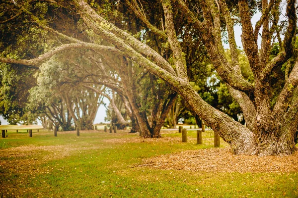 Foto Aire Libre Árbol Parque Bosque Atardecer —  Fotos de Stock