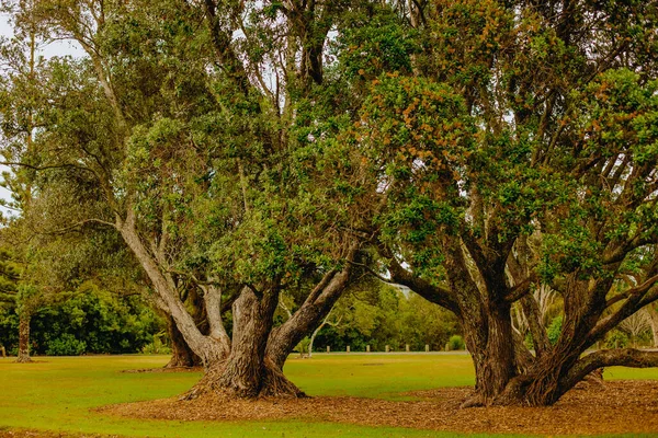 Outdoor Photo Tree Park Forest Sunset — Stock Photo, Image