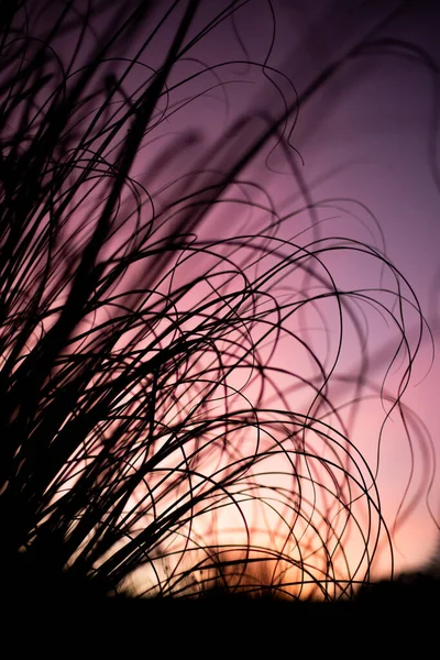 Dried Grass Sunset Sky Background Outdoors Natural Background — Stock Photo, Image