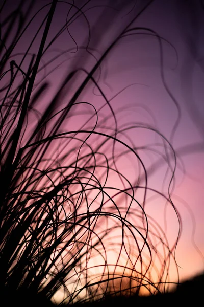 Αποξηραμένο Γρασίδι Στο Ηλιοβασίλεμα Ουρανό Φόντο Εξωτερικούς Χώρους Φυσικό Υπόβαθρο — Φωτογραφία Αρχείου
