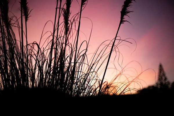 Dried Grass Sunset Sky Background Outdoors Natural Background — Stock Photo, Image