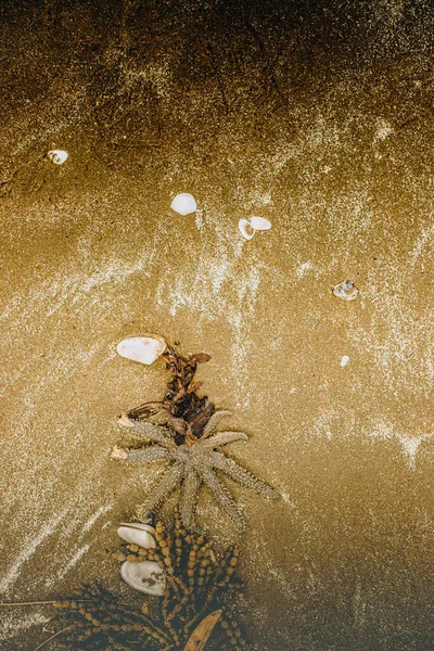 Foto Zeester Zeegras Zand Natuurlijke Achtergrond — Stockfoto