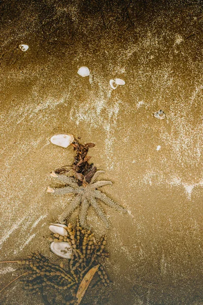 屋外の写真ヒトデと海草が砂の上にあり — ストック写真