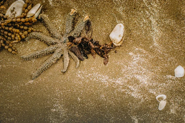沙滩上的海星和海草的户外照片 自然背景 — 图库照片