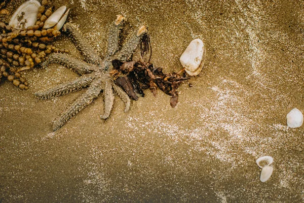 Utomhus Foto Sjöstjärnor Och Havsgräs Sand Naturlig Bakgrund — Stockfoto